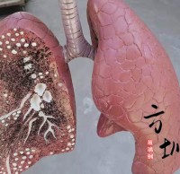 玻璃钢仿真人体器官心脏雕塑