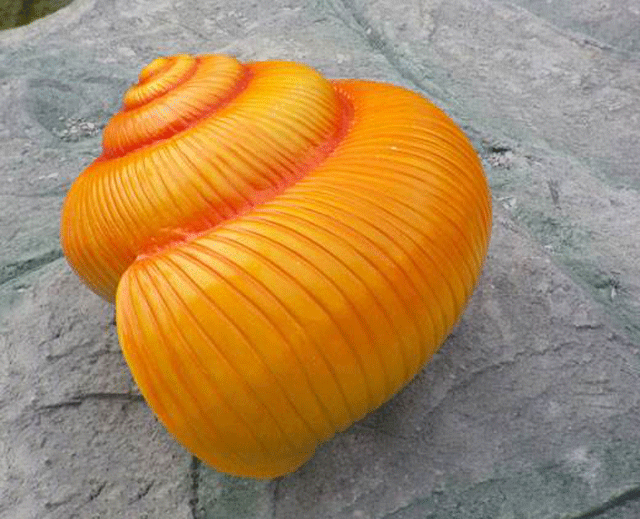 园林蜗牛壳景观雕塑